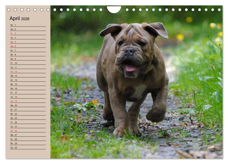 Produktbild: Bulldoggen-Kinder (Wandkalender 2026 DIN A4 quer), CALVENDO Monatskalender