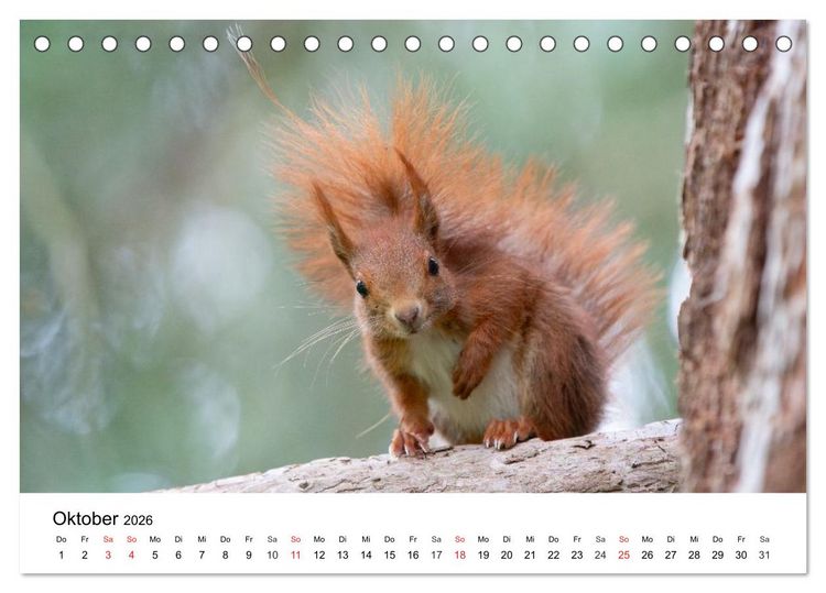 Produktbild: Eichh&ouml;rnchen - Kleine Kobolde im Roten Pelz (Tischkalender 2026 DIN A5 quer), CALVENDO Monatskalender