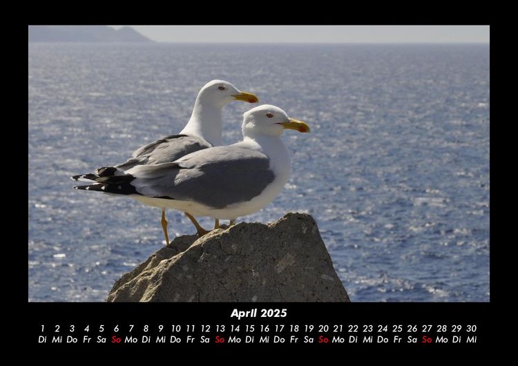 Produktbild: M&ouml;wen 2025 Fotokalender DIN A3
