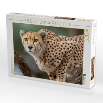 Produktbild: CALVENDO Puzzle Alle Muskeln sind gespannt f&uuml;r den n&auml;chsten Sprung | 1000 Teile Lege-Gr&ouml;&szlig;e 64x48cm Foto-Puzzle f&uuml;r gl&uuml;ckliche Stunden