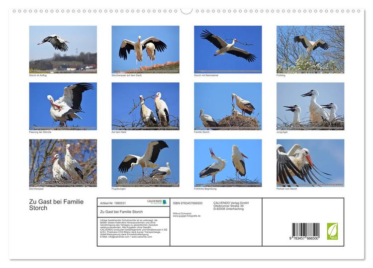 Produktbild: Zu Gast bei Familie Storch (hochwertiger Premium Wandkalender 2026 DIN A2 quer), Kunstdruck in Hochglanz