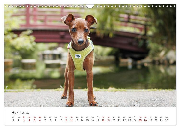Produktbild: Zwergpinscher Sally&lsquo;s erstes Jahr (Wandkalender 2026 DIN A3 quer), CALVENDO Monatskalender
