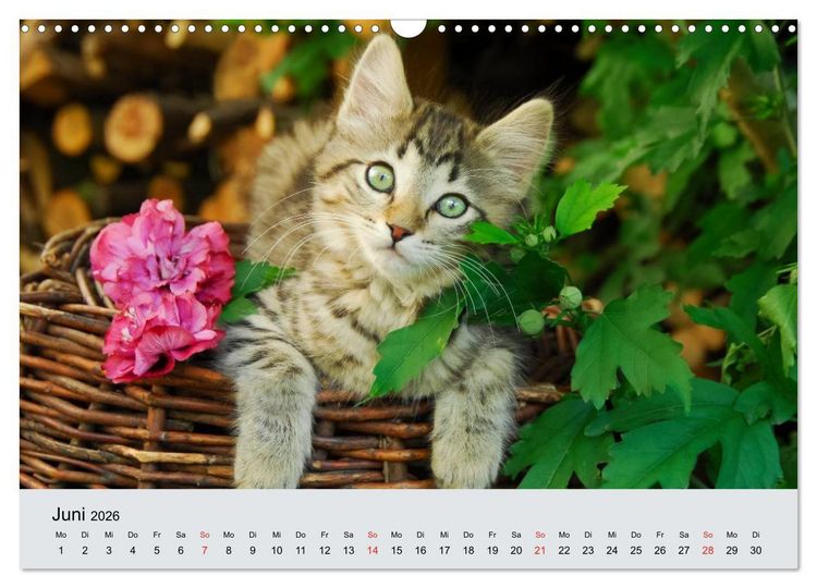 Produktbild: Katzen im Garten (Wandkalender 2026 DIN A3 quer), CALVENDO Monatskalender