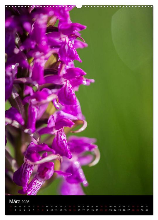 Produktbild: Im richtigen Licht: Wilde Orchideen in S&uuml;dbayern (hochwertiger Premium Wandkalender 2026 DIN A2 hoch), Kunstdruck in Hochglanz