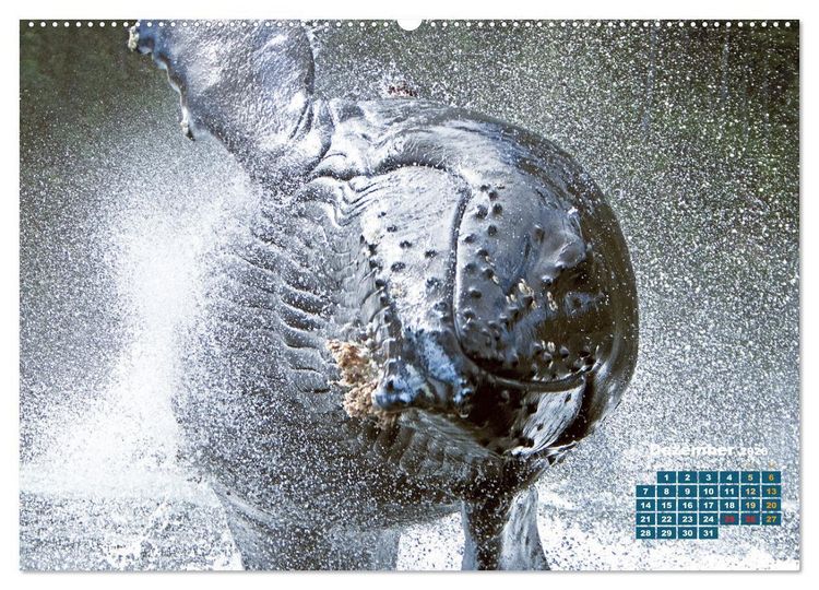 Produktbild: Buckelwale: Aus den blauen Tiefen der Ozeane (Wandkalender 2026 DIN A2 quer), CALVENDO Monatskalender