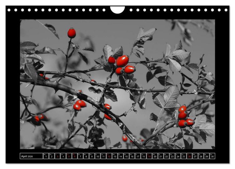 Produktbild: Schwarz-Wei&szlig;-Rot (Wandkalender 2026 DIN A4 quer), CALVENDO Monatskalender