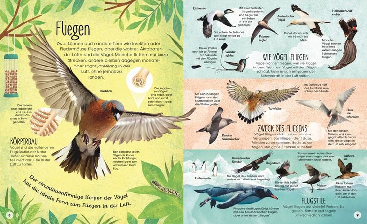 Produktbild: Die schillernde Welt der V&ouml;gel