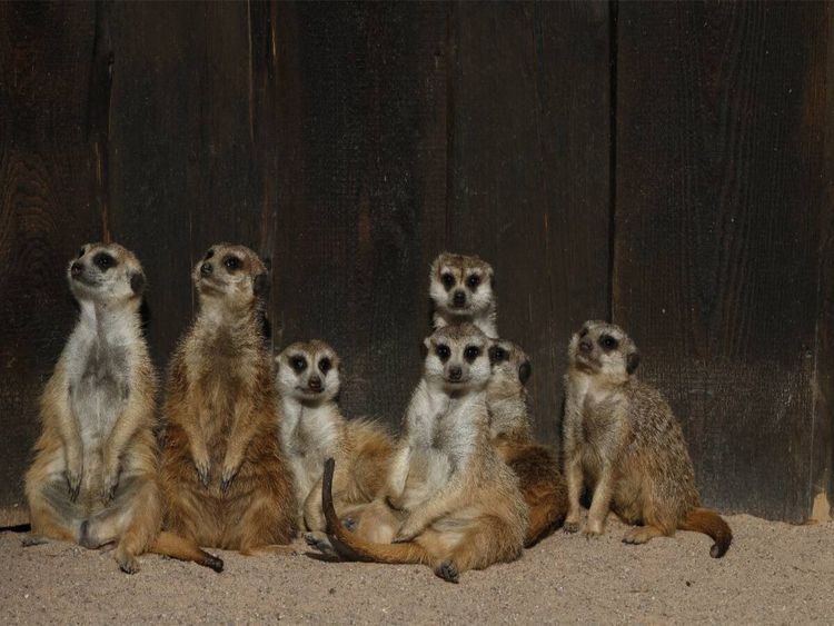 Produktbild: CALVENDO Puzzle Erdm&auml;nnchen | 1000 Teile Lege-Gr&ouml;&szlig;e 64x48cm Foto-Puzzle f&uuml;r gl&uuml;ckliche Stunden