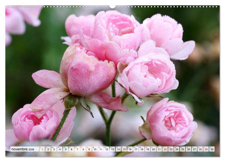 Produktbild: Plaisir des fleurs (Calendrier mural 2026 DIN A2 vertical) calendrier de bureau