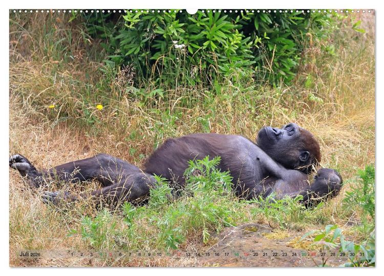 Produktbild: Flachlandgorillas in Apenheul (Wandkalender 2026 DIN A2 quer), CALVENDO Monatskalender