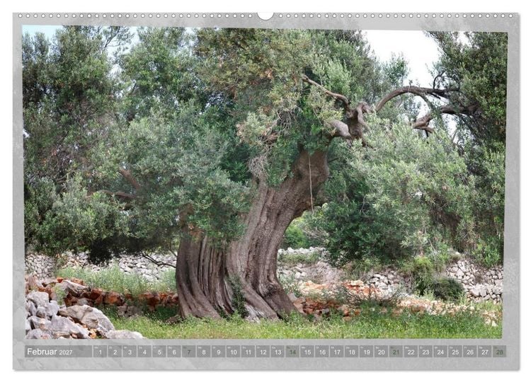 Produktbild: ALTE OLIVENB&Auml;UME Zeugen der Antike (hochwertiger Premium Wandkalender 2027 DIN A2 quer), Kunstdruck in Hochglanz