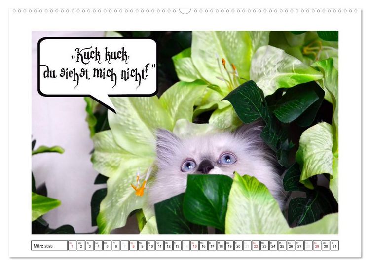 Produktbild: Lustiger Katzenkalender (hochwertiger Premium Wandkalender 2026 DIN A2 quer), Kunstdruck in Hochglanz