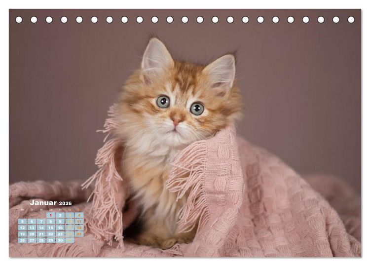Produktbild: Die Kitten kommen. (Tischkalender 2026 DIN A5 quer), CALVENDO Monatskalender