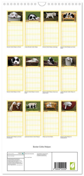 Produktbild: Familienplaner 2026 - Border Collie Welpen mit 5 Spalten (Wandkalender, 21 x 45 cm) CALVENDO