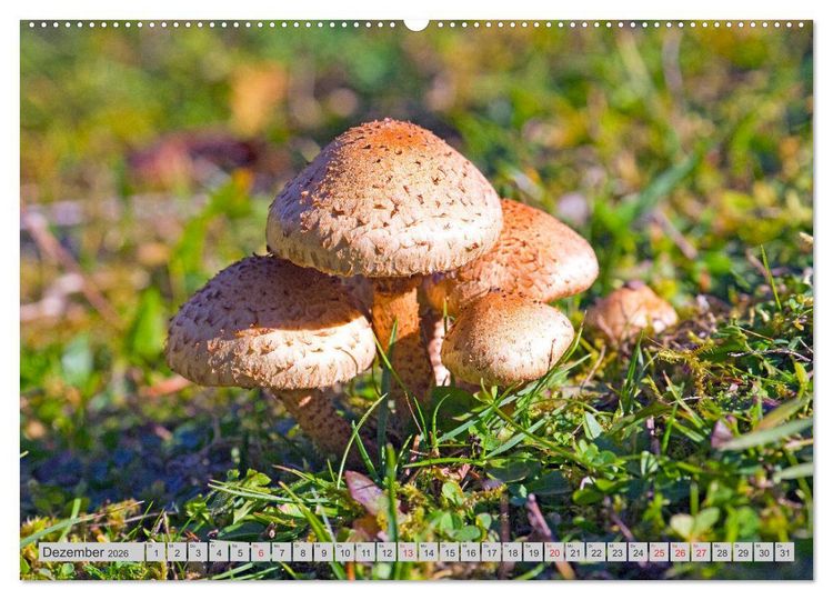 Produktbild: Pilze & Schwammerln (hochwertiger Premium Wandkalender 2026 DIN A2 quer), Kunstdruck in Hochglanz