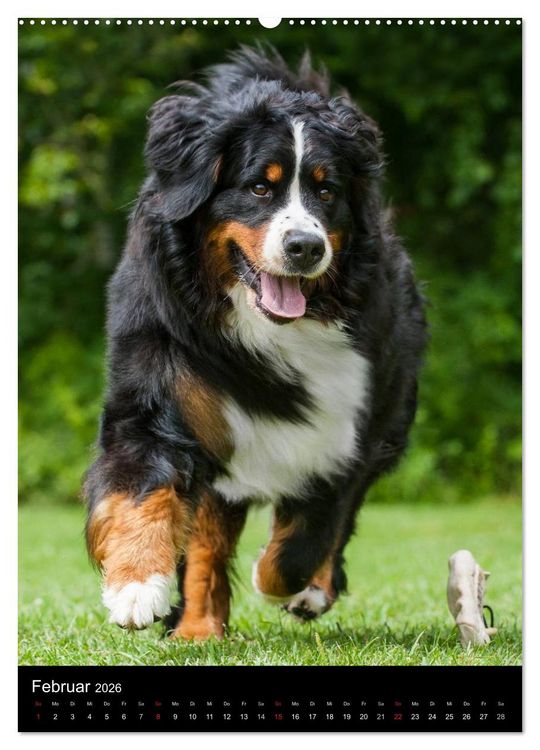 Produktbild: Berner Sennenhund 2026 (Wandkalender 2026 DIN A2 hoch), CALVENDO Monatskalender