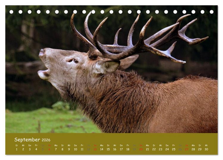 Produktbild: Begegnungen. DER HIRSCH (Tischkalender 2026 DIN A5 quer), CALVENDO Monatskalender