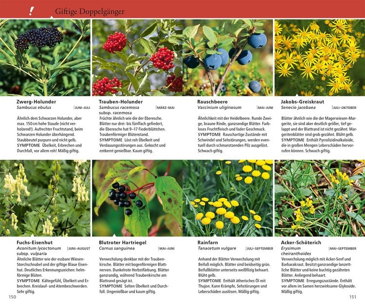 Produktbild: Essbare Wildkr&auml;uter und Wildbeeren f&uuml;r unterwegs