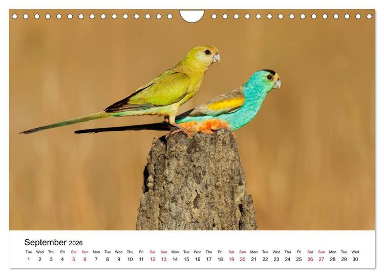 Produktbild: Australian Parrots (Wall Calendar 2026 DIN A4 landscape), CALVENDO 12 Month Wall Calendar