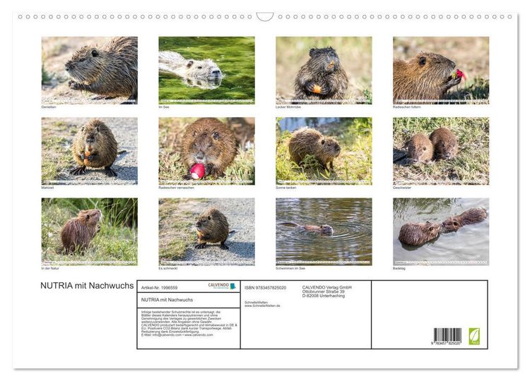 Produktbild: NUTRIA mit Nachwuchs (Wandkalender 2026 DIN A2 quer), CALVENDO Monatskalender