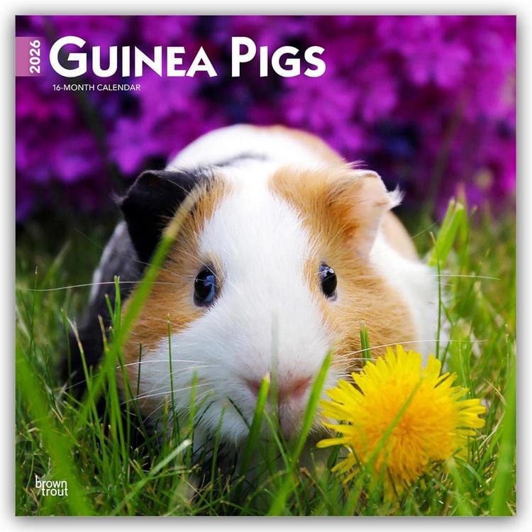 Produktbild: Guinea Pigs – Meerschweinschen 2026 – 16-Monatskalender