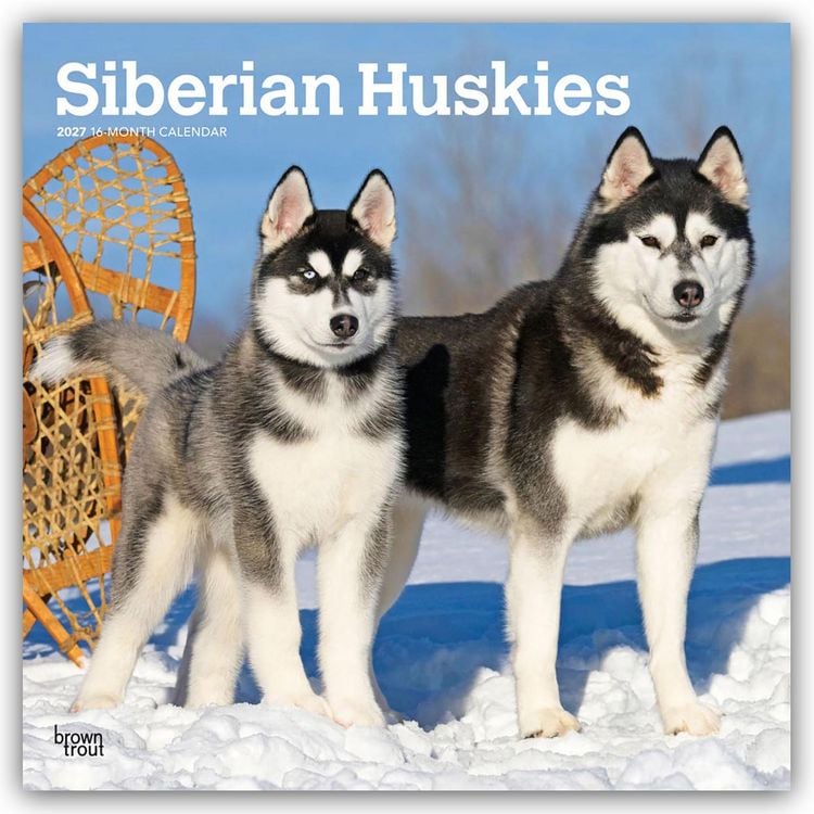 Produktbild: Siberian Huskies &ndash; Siberian Husky 2027 &ndash; 16-Monatskalender