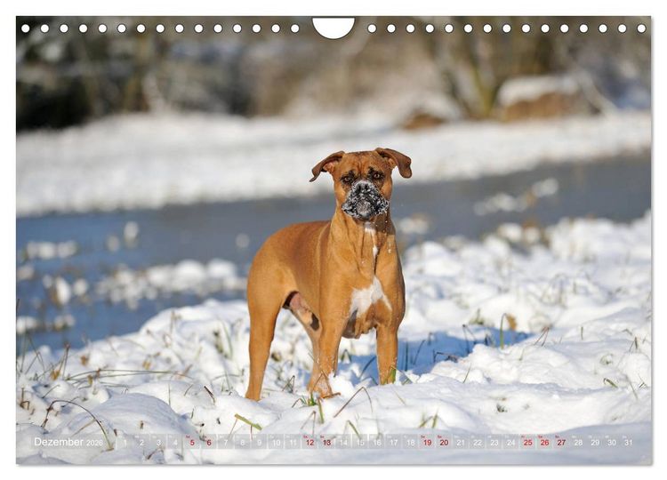 Produktbild: Gut - besser - Boxer (Wandkalender 2026 DIN A4 quer), CALVENDO Monatskalender