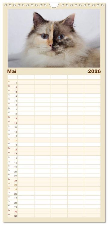 Produktbild: Familienplaner 2026 - Ragdolls mit 5 Spalten (Wandkalender, 21 x 45 cm) CALVENDO