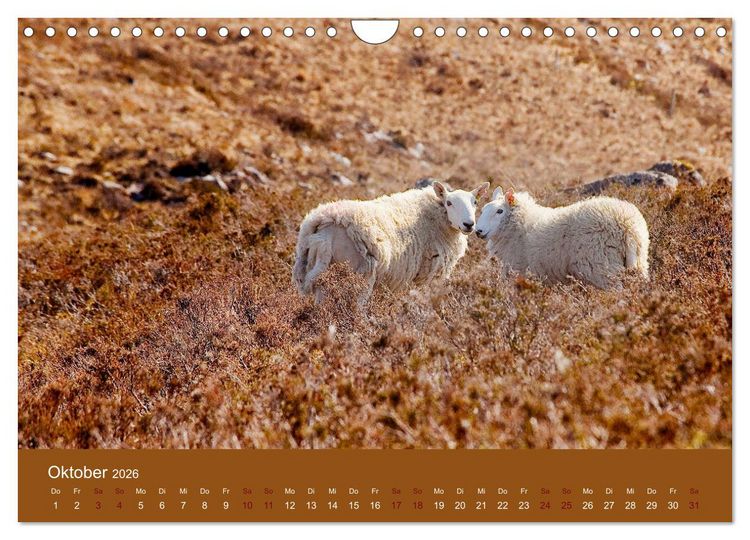 Produktbild: Unter Schafen - Wegbegleiter auf Reisen (Wandkalender 2026 DIN A4 quer), CALVENDO Monatskalender