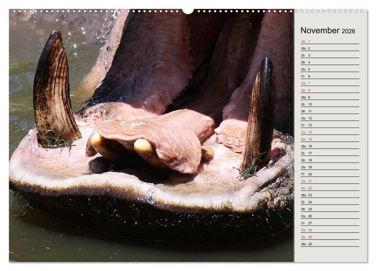 Produktbild: Hippos - Begegnungen in Afrika (hochwertiger Premium Wandkalender 2026 DIN A2 quer), Kunstdruck in Hochglanz