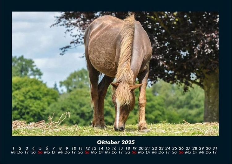 Produktbild: Die Welt der Pferde 2025 Fotokalender DIN A4
