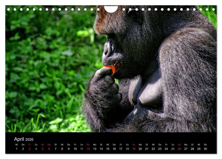 Produktbild: Gorillas - Die sanften Wilden (Wandkalender 2026 DIN A4 quer), CALVENDO Monatskalender