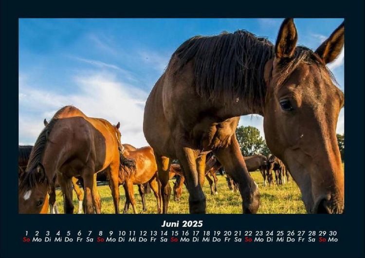 Produktbild: Die Welt der Pferde 2025 Fotokalender DIN A4