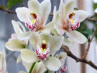 Produktbild: CALVENDO Puzzle Zarte Kahnorchidee, Cymbidium | 1000 Teile Lege-Gr&ouml;&szlig;e 64x48cm Foto-Puzzle f&uuml;r gl&uuml;ckliche Stunden