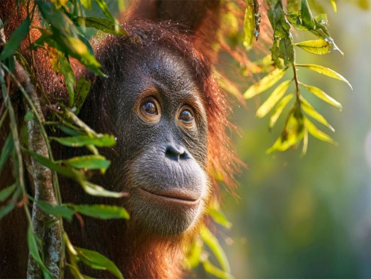Produktbild: CALVENDO Puzzle Was wird dieser Orang-Utan als n&auml;chstes tun? | 1000 Teile Lege-Gr&ouml;&szlig;e 64x48cm Foto-Puzzle f&uuml;r gl&uuml;ckliche Stunden
