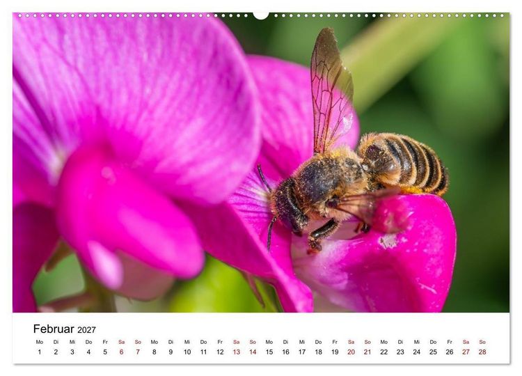 Produktbild: Bunter Nektarrausch - Nektarsammler in leuchtenden Farben (hochwertiger Premium Wandkalender 2027 DIN A2 quer), Kunstdruck in Hochglanz