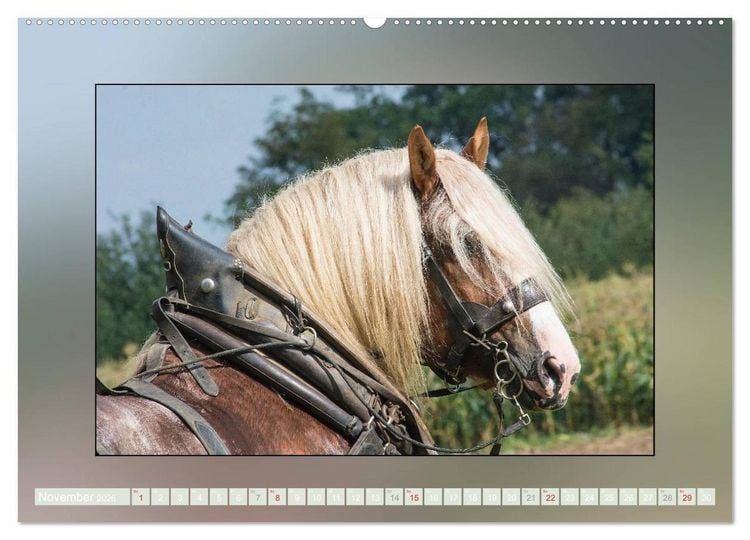 Produktbild: Pferde Vom Minishetty bis zum Kaltblut (Wandkalender 2026 DIN A2 quer), CALVENDO Monatskalender