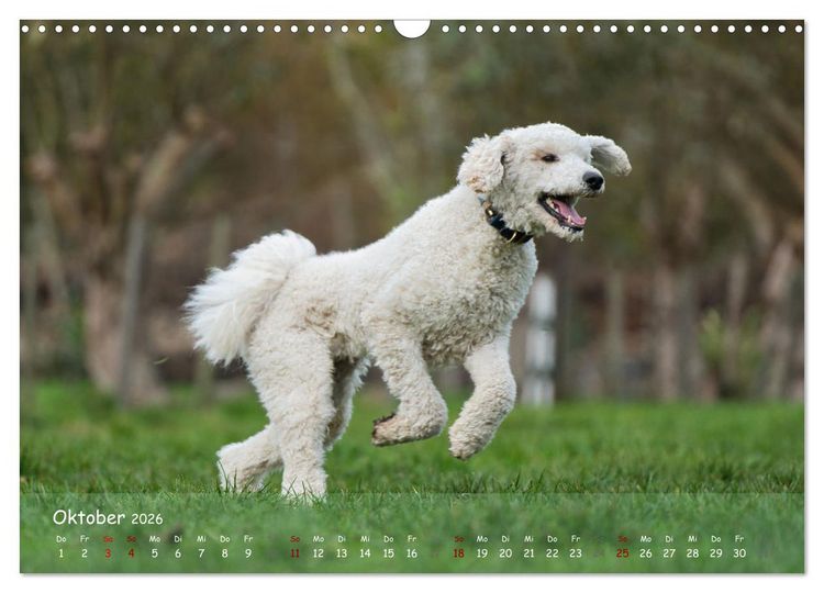 Produktbild: Fr&ouml;hliche Hunde (Wandkalender 2026 DIN A3 quer), CALVENDO Monatskalender
