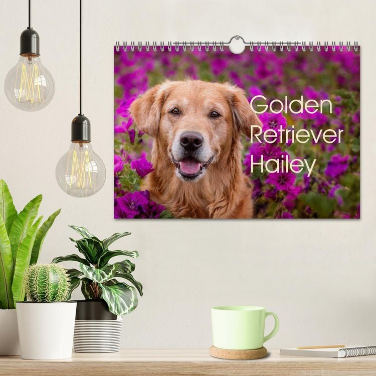 Produktbild: Golden Retriever Hailey Fotokalender (Wandkalender 2026 DIN A4 quer), CALVENDO Monatskalender
