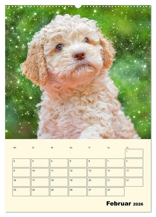 Produktbild: Jahresplaner Lagotto Romagnolo Welpen (Wandkalender 2026 DIN A2 hoch), CALVENDO Monatskalender