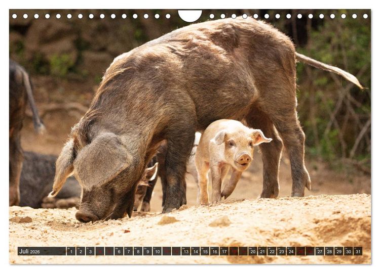 Produktbild: Korsika - s&uuml;&szlig;e, wilde Schweinchen (Wandkalender 2026 DIN A4 quer), CALVENDO Monatskalender