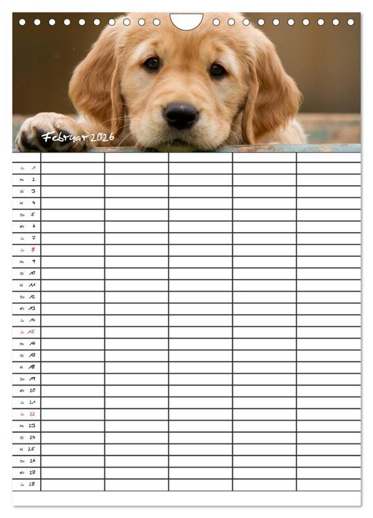 Produktbild: Familienplaner: Golden Retriever Welpen (Wandkalender 2026 DIN A4 hoch), CALVENDO Monatskalender