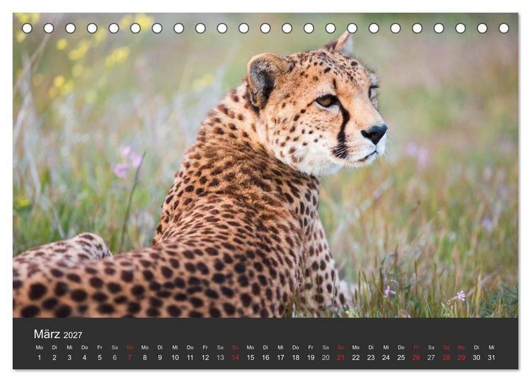 Produktbild: Geparden. Die eleganten Katzen. (Tischkalender 2027 DIN A5 quer), CALVENDO Monatskalender