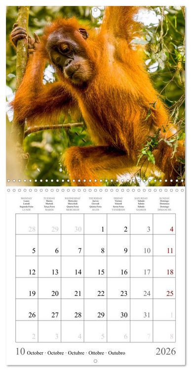 Produktbild: Orangutans in the jungle of Sumatra (Wall Calendar 2026 12 &times; 12 Inch) CALVENDO 12 Month Wall Calendar