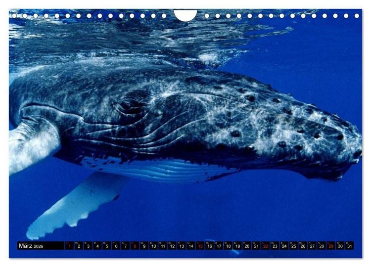 Produktbild: Wale - Kolosse der Meere (Wandkalender 2026 DIN A4 quer), CALVENDO Monatskalender