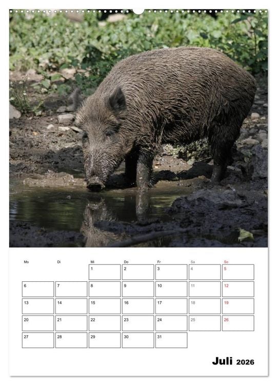 Produktbild: Der wildschweinische Terminplaner (Wandkalender 2026 DIN A2 hoch), CALVENDO Monatskalender