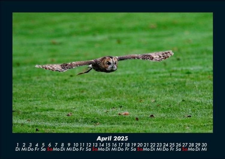 Produktbild: Tierkalender 2025 Fotokalender DIN A5