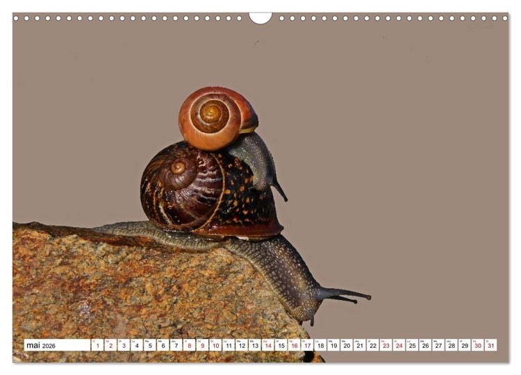 Produktbild: Admirons les escargots (Calendrier mural 2026 DIN A3 vertical), CALVENDO calendrier mensuel
