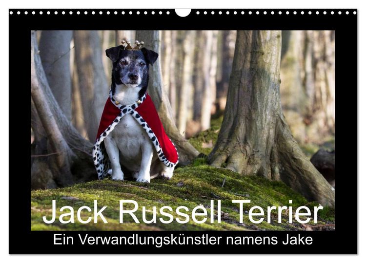 Produktbild: Jack Russell Terrier.....Ein Verwandlungsk&uuml;nstler namens Jake (Wandkalender 2026 DIN A3 quer), CALVENDO Monatskalender