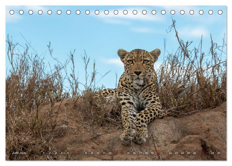 Produktbild: S&uuml;dafrika wunderbare Tierwelt (Tischkalender 2026 DIN A5 quer), CALVENDO Monatskalender